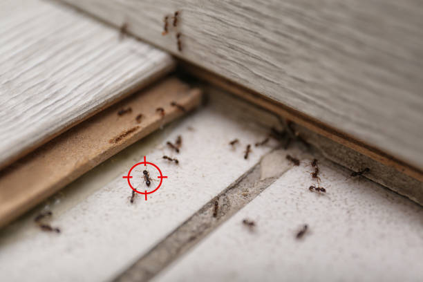 Best Pest Control Near Me  in West Livingston, TX